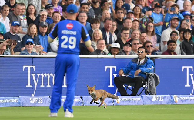 Fox on the Field! Unexpected Drama During Oval Invincibles vs London Spirit